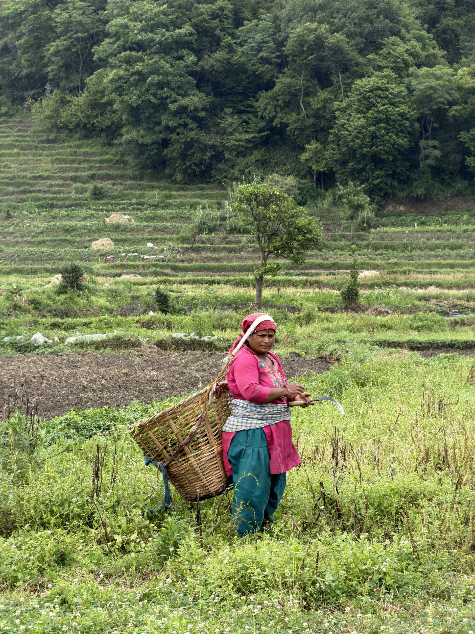 Femme travaillant dans les rizières du Népal